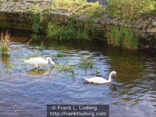 Swans